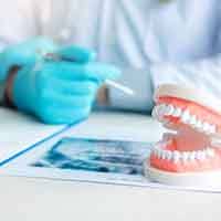 Dentist examining x-ray and paperwork at a desk with model teeth